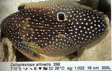 Calloplesiops altivelis